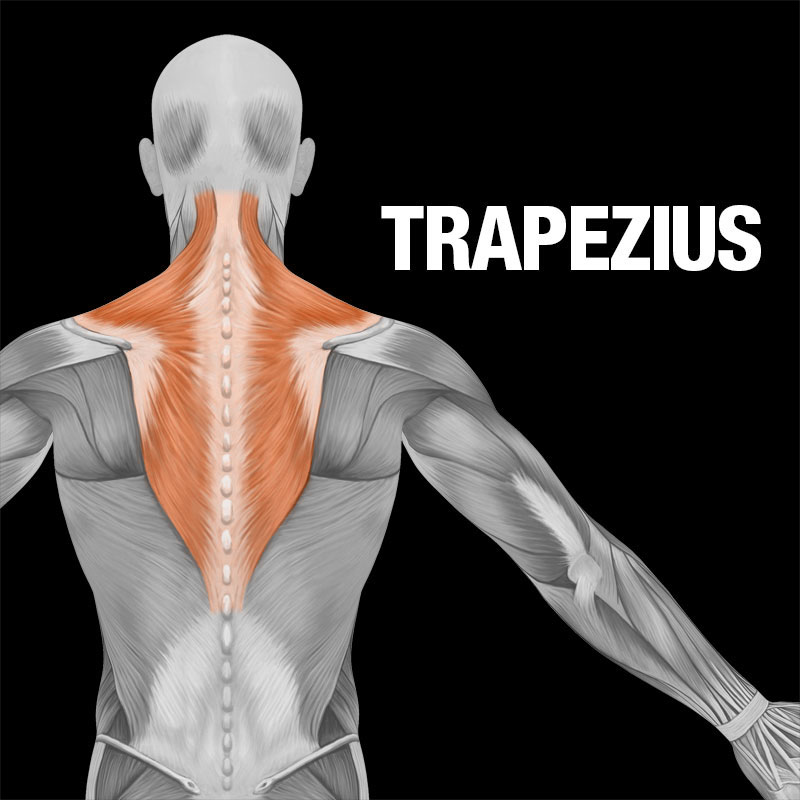 Muscle Groups Explained Mirafit